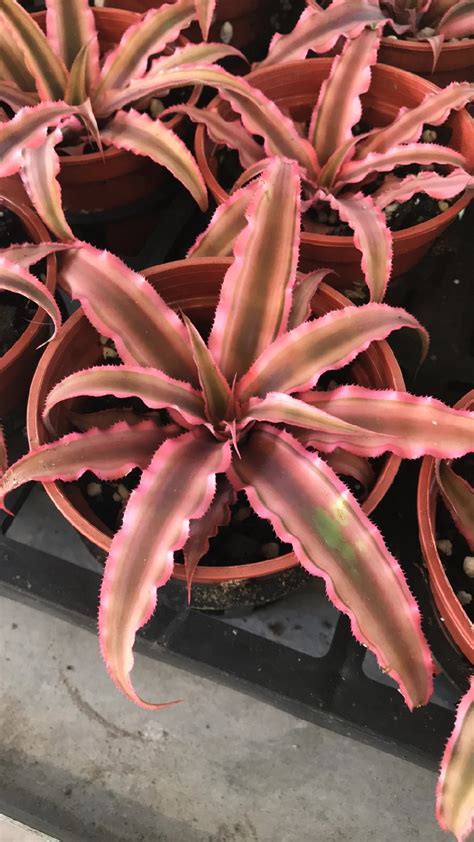 絨葉鳳梨開花|絨葉鳳梨 (Cryptanthus bivittatus)